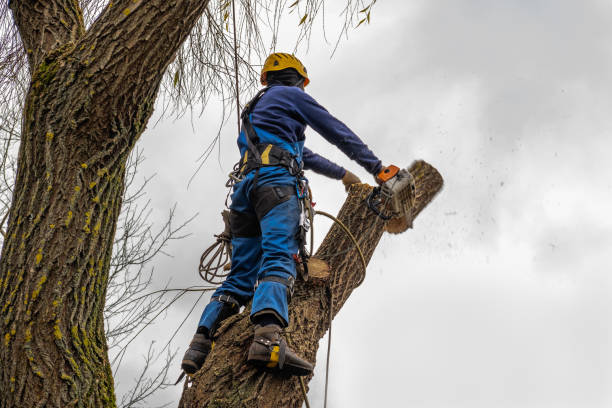 Mount Ayr, IA  Tree Services Company